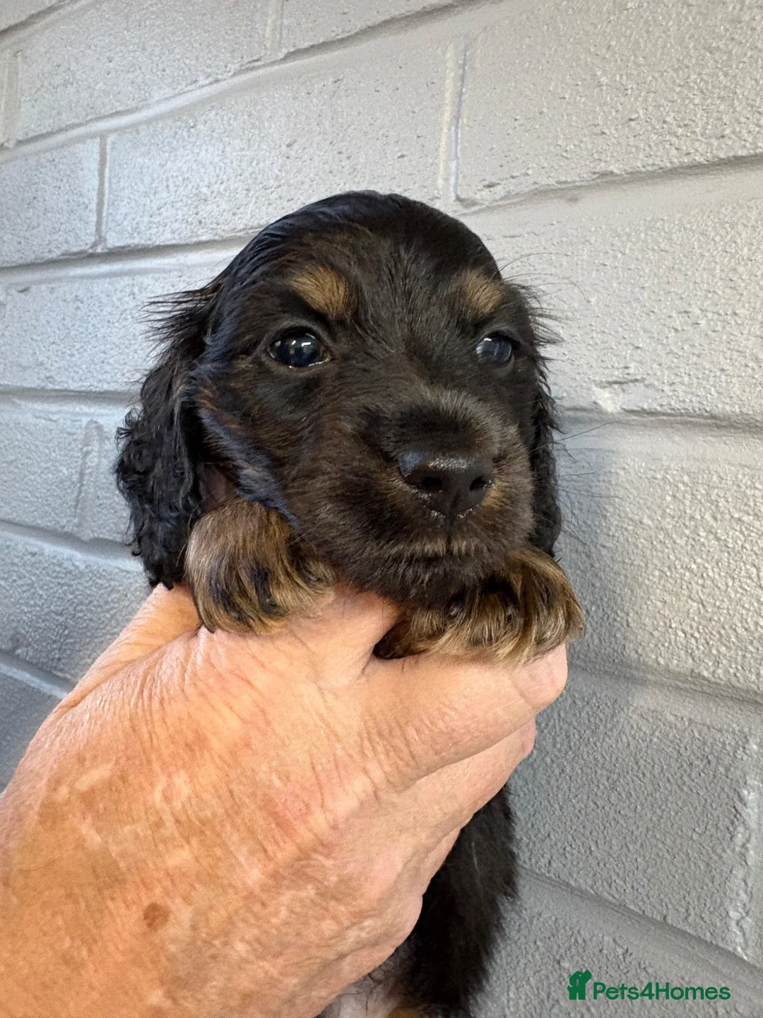 Miniature Dachshund dogs for sale: Miniature Longhaired Dachshunds  - Advert 1