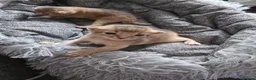 Abyssinian cats for sale: Adorable  Abyssinian  male for sale - Advert 14