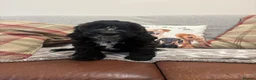 Cockapoo dogs for sale: Stunning F1 Cockapoos from H/Tested KC Parents!! - Advert 13