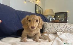 Miniature Dachshund dogs for sale: Miniature long haired cream dachshund. KC reg/PRA - Image 15