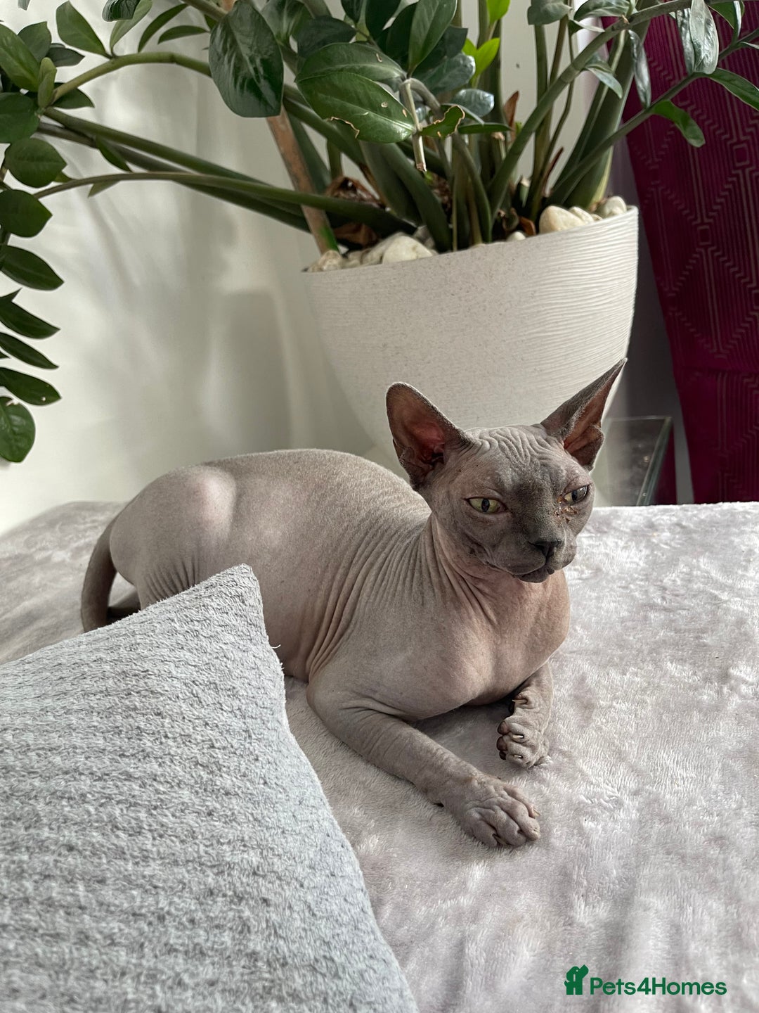 Sphynx cats for sale: Beautiful Canadian sphynx queen  - Advert 1