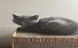 British Longhair cats for sale: Gorgeous Gccf female British Longhairs - Image 10