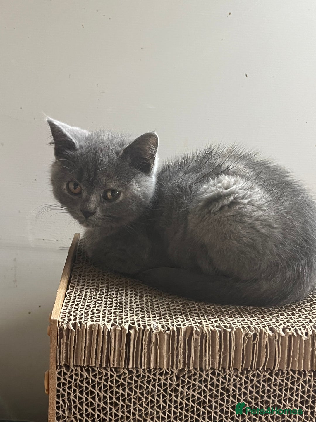 British Longhair cats for sale: Gorgeous Gccf female British Longhairs - Image 10