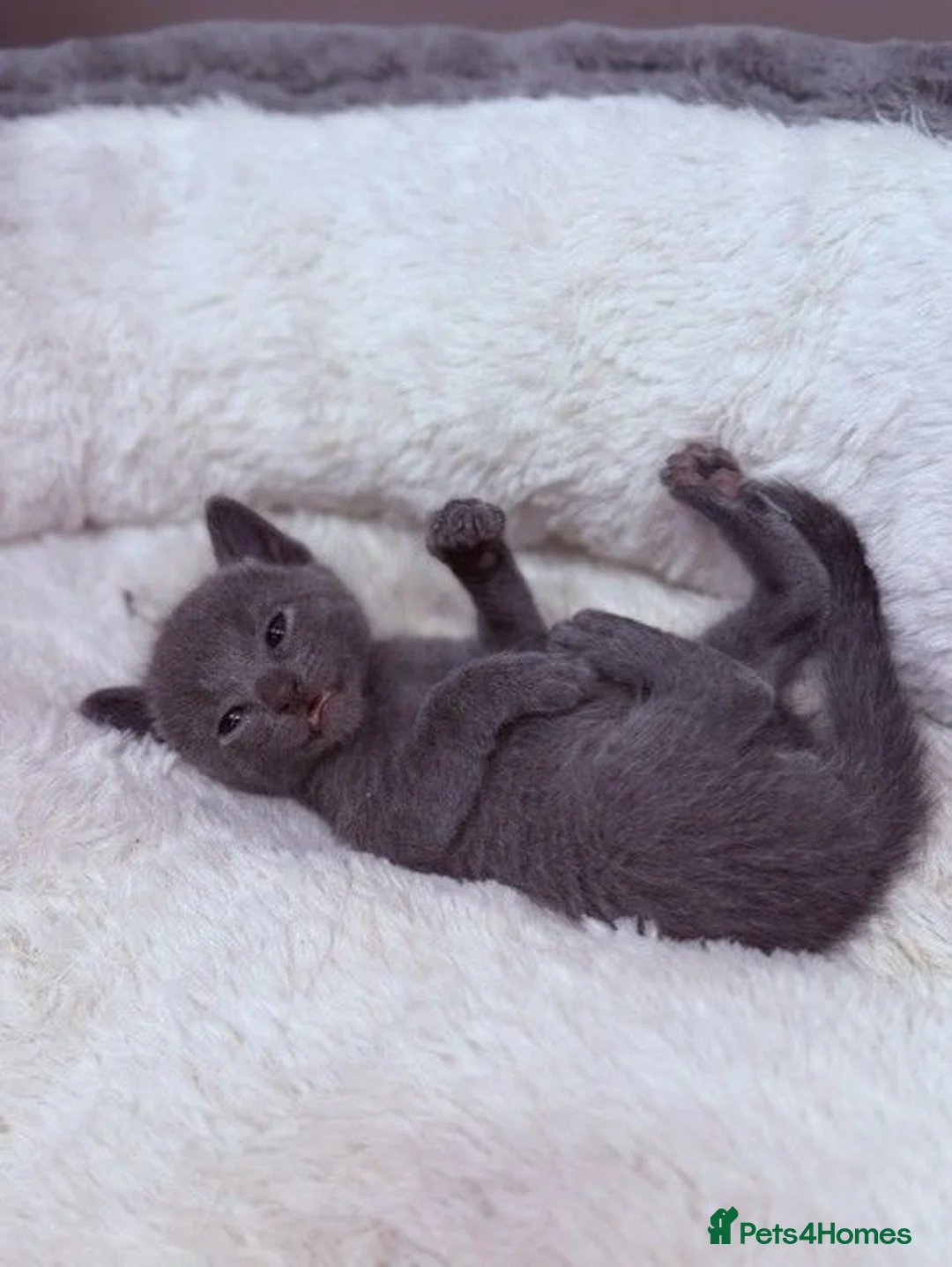 Russian Blue cats for sale: Pure breed Russian Blue Kitten - Advert 2
