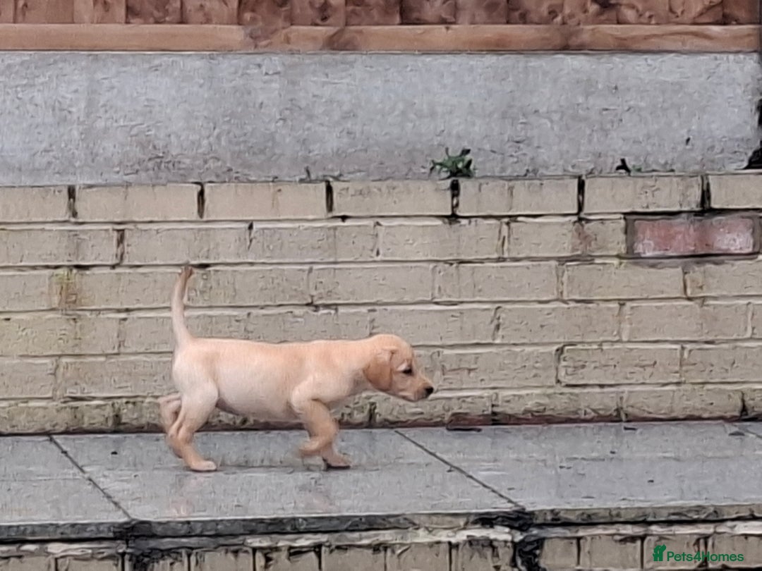 Labrador Retriever dogs for sale: Beautiful Labrador Puppies **READY NOW** - Image 10