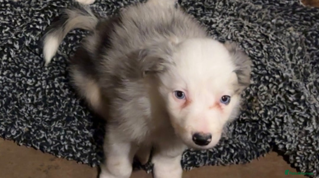 Border Collie dogs for sale: Merle Collie pups - Advert 3