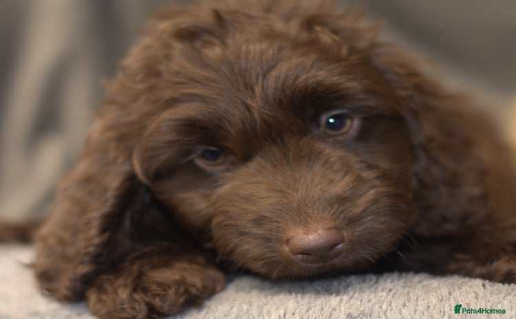 Cockapoo dogs - Advert 9