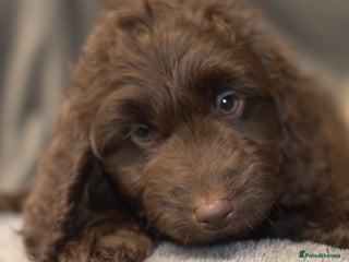 Cockapoo dogs - Advert 28
