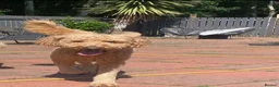Goldendoodle dogs for sale: READY NOW Last Remaining F2b Goldendoodle puppies  - Advert 10