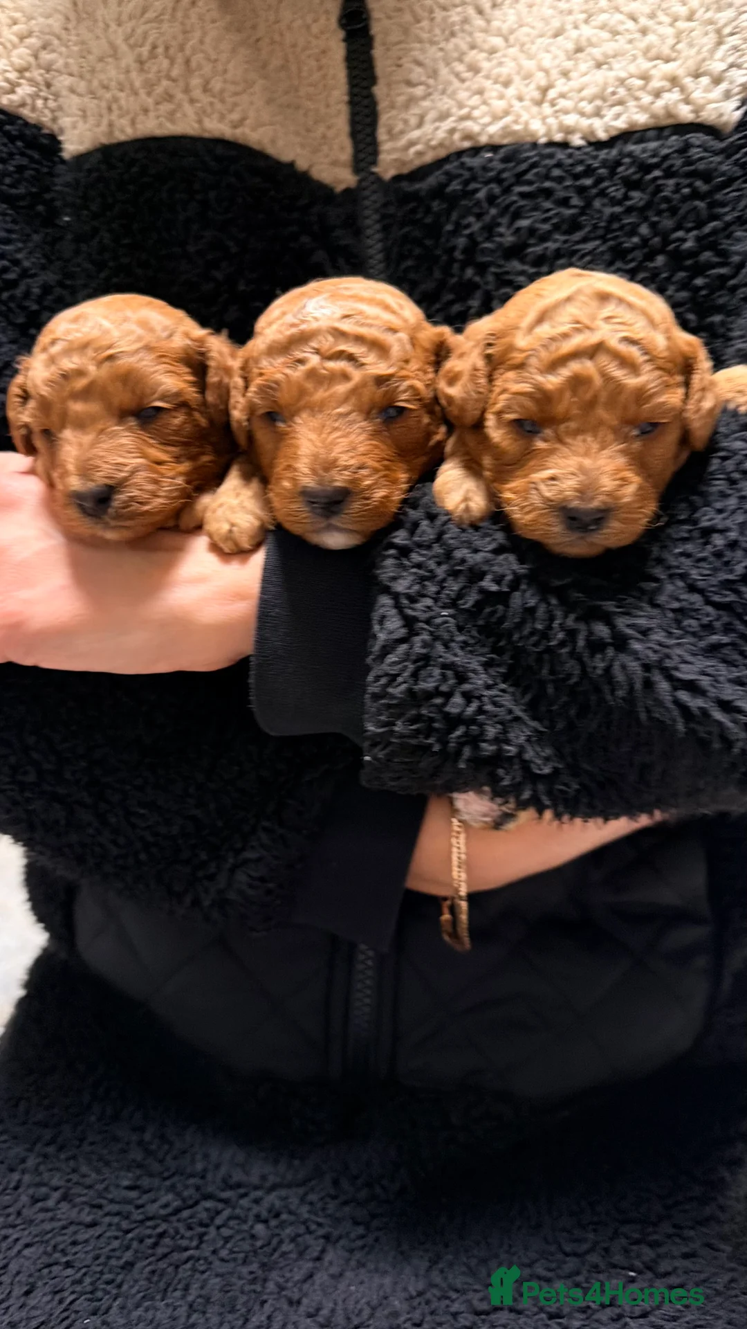 Toy Poodle dogs for sale: Toy poodles  in Dungannon - Advert 5