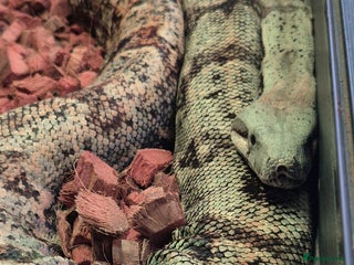 Boa Snake reptiles in Sittingbourne - Advert 9