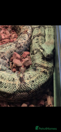 Boa Snake reptiles in Sittingbourne - Advert 6