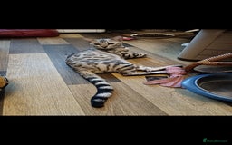 Domestic Shorthair cats for sale: Bengals  - Image 8