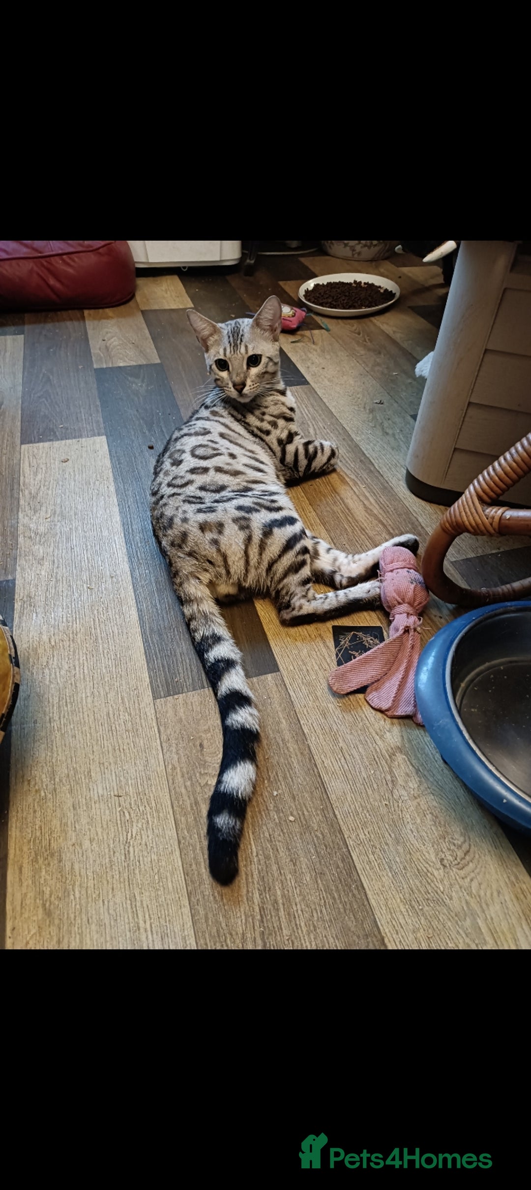 Domestic Shorthair cats for sale: Bengals  - Image 8