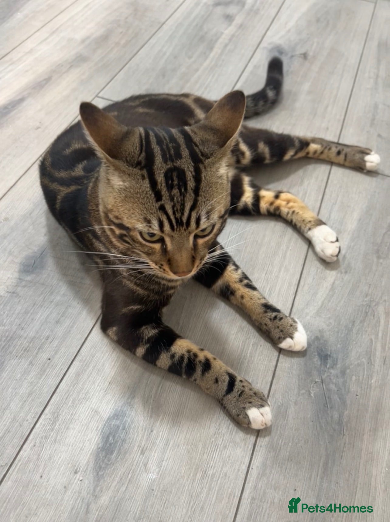 Mixed Breed cats 6 Beautiful Kittens Available - Advert 2