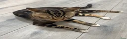 Mixed Breed cats for sale: 6 Beautiful Kittens Available in Brentford - Advert 1