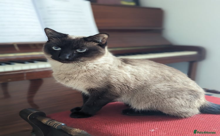 Siamese cats - Advert 1