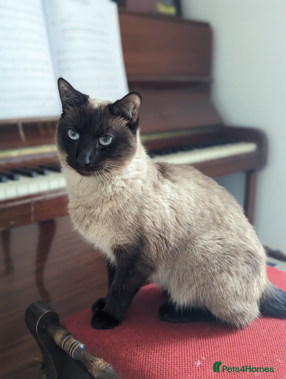 Siamese cats for sale: Beautiful, gentle 2 year old cat for rehoming  - Image 1