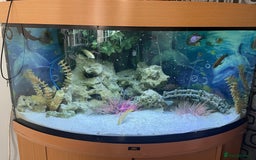 Cichlids fish for sale: Juwel fish tank 180L (Fish included) - Image 1