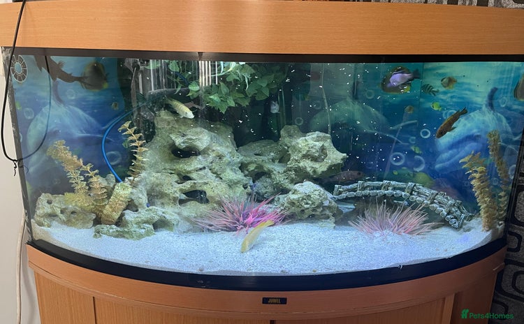 Cichlids fish - Advert 1