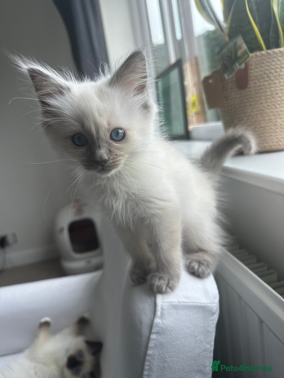 Ragdoll cats for sale: GCCF Registered Ragdoll Kittens Available! 🐾 in Taunton - Image 34