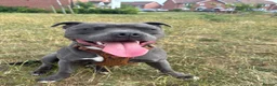 Staffordshire Bull Terrier dogs for stud: Beautiful blue up for Stud - Advert 8