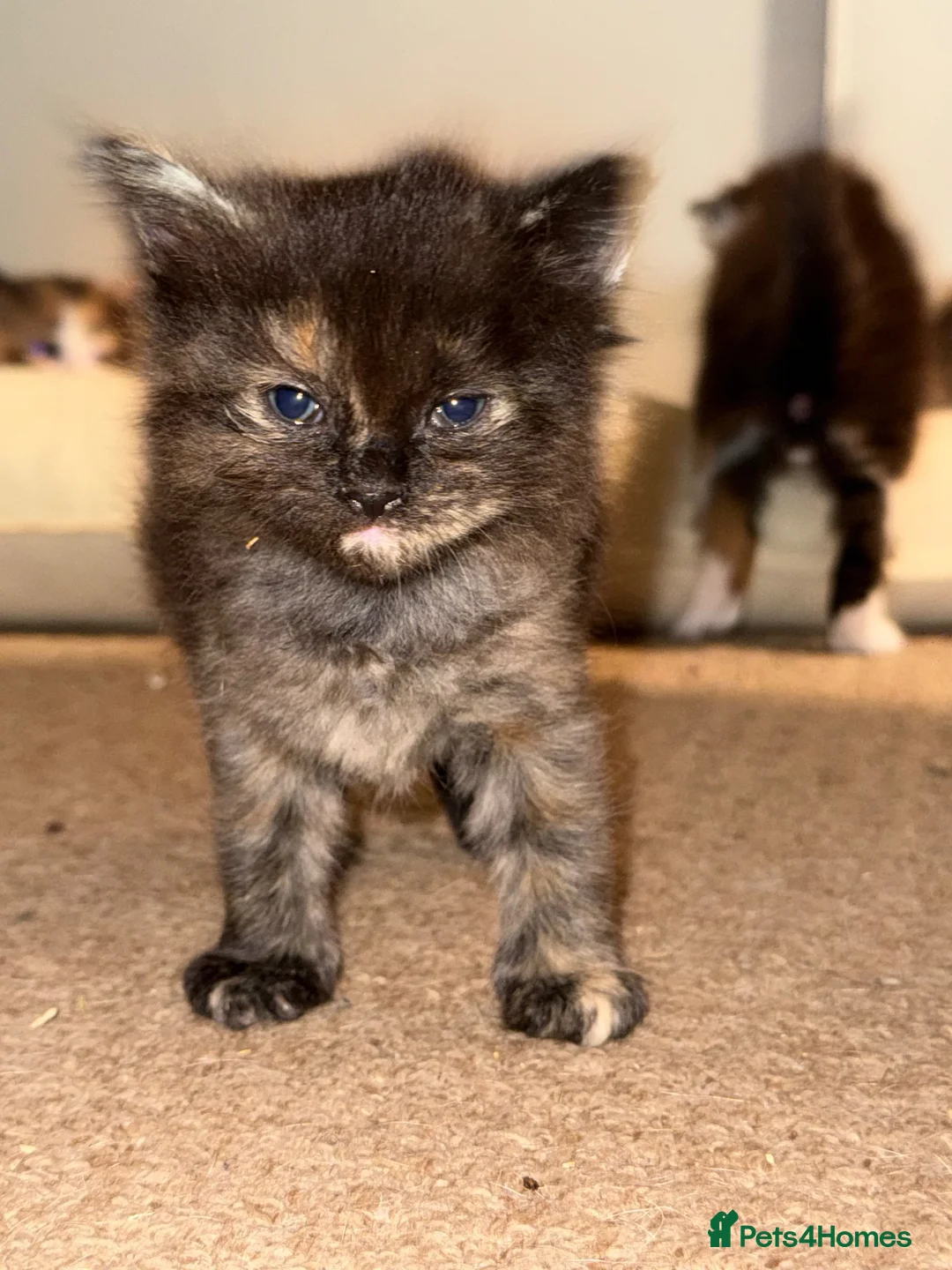 Ragdoll cats for sale: Ragdoll X kittens available to the best homes - Advert 4