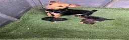Mixed Breed dogs for sale: Terrier x jack Russell pups - Advert 5