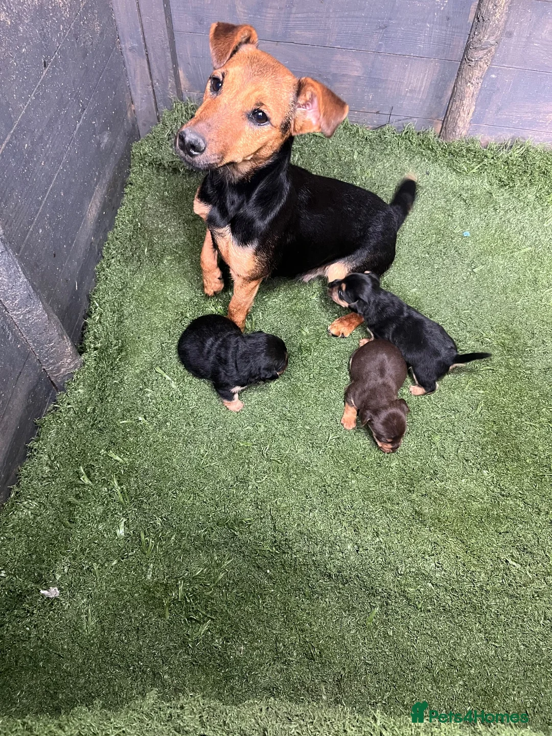 Mixed Breed dogs for sale: Terrier x jack Russell pups - Advert 5
