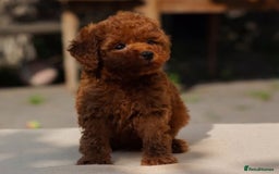 Maltipoo dogs for sale: Beautiful tiny size Maltipoo Puppies Available!  - Image 4
