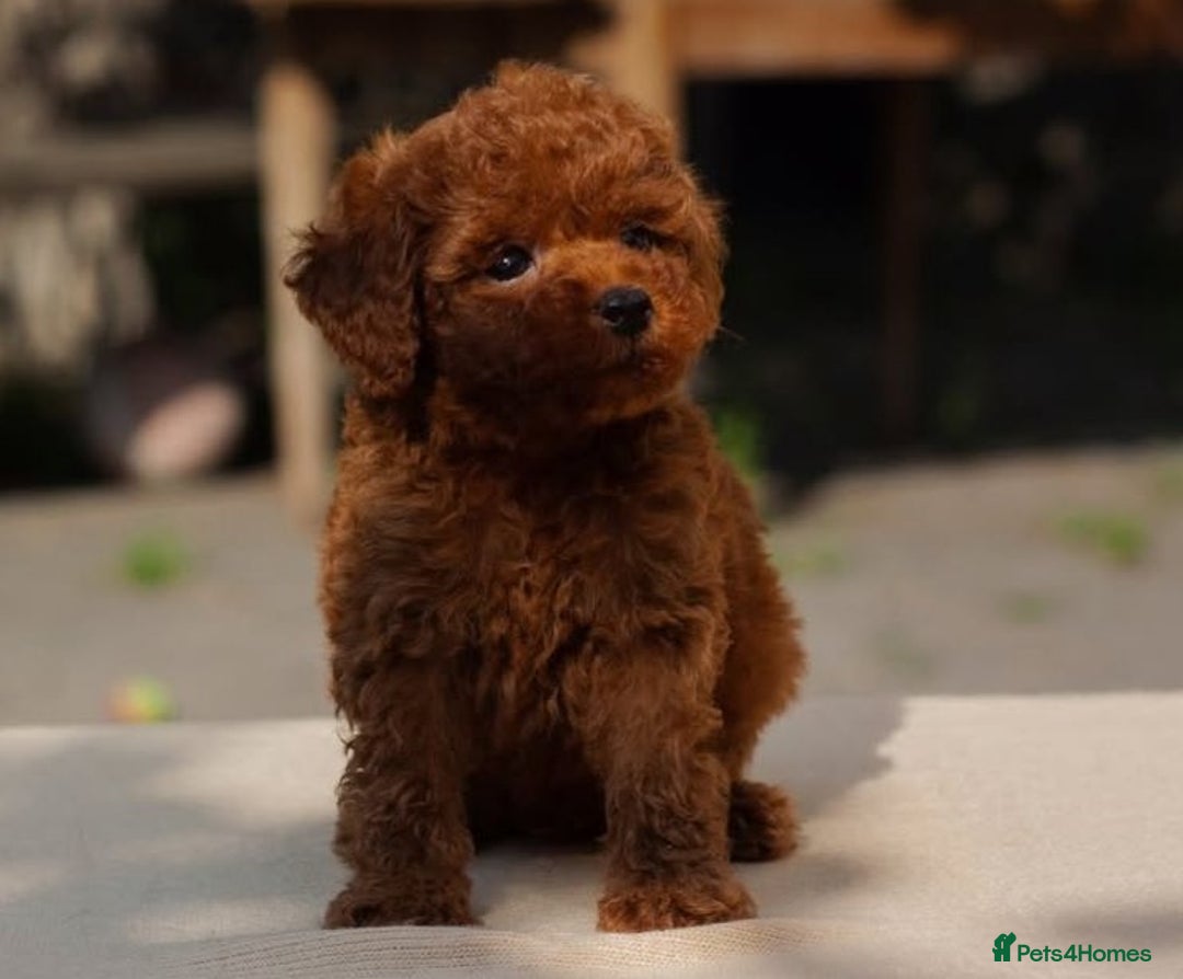 Maltipoo dogs for sale: Beautiful tiny size Maltipoo Puppies Available!  - Image 4