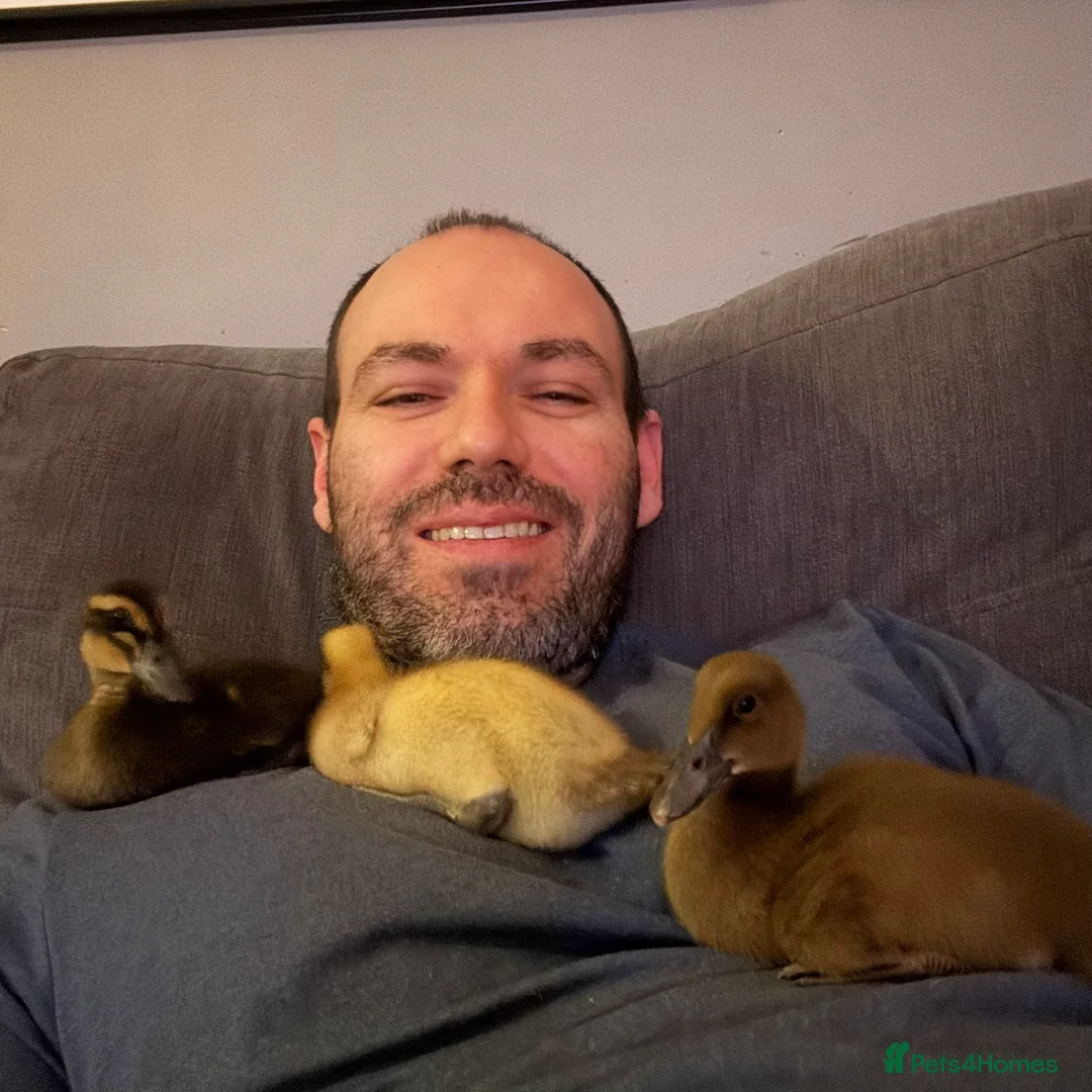 Ducks poultry for sale: Mixed breed ducklings available FREE  - Advert 3
