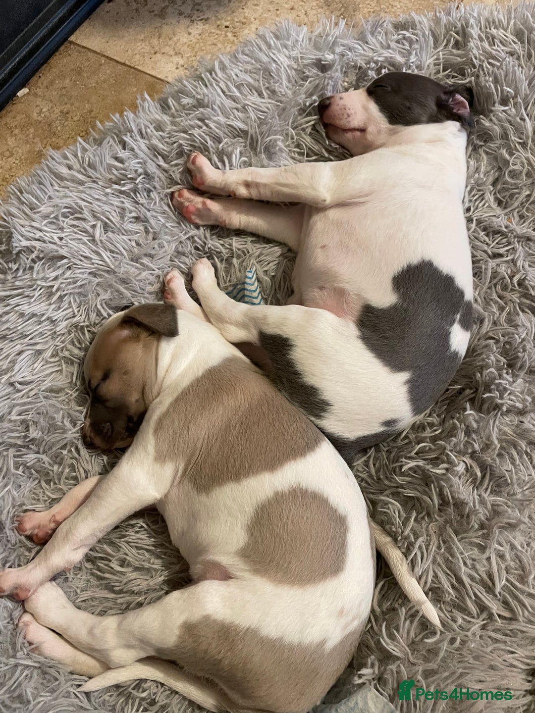 Whippet dogs for sale: Top quality whippet girl pups  - Advert 8