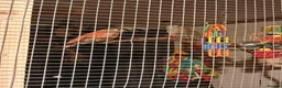 Parakeets birds for sale: Bourkes Parraket in Hemel Hempstead - Advert 3
