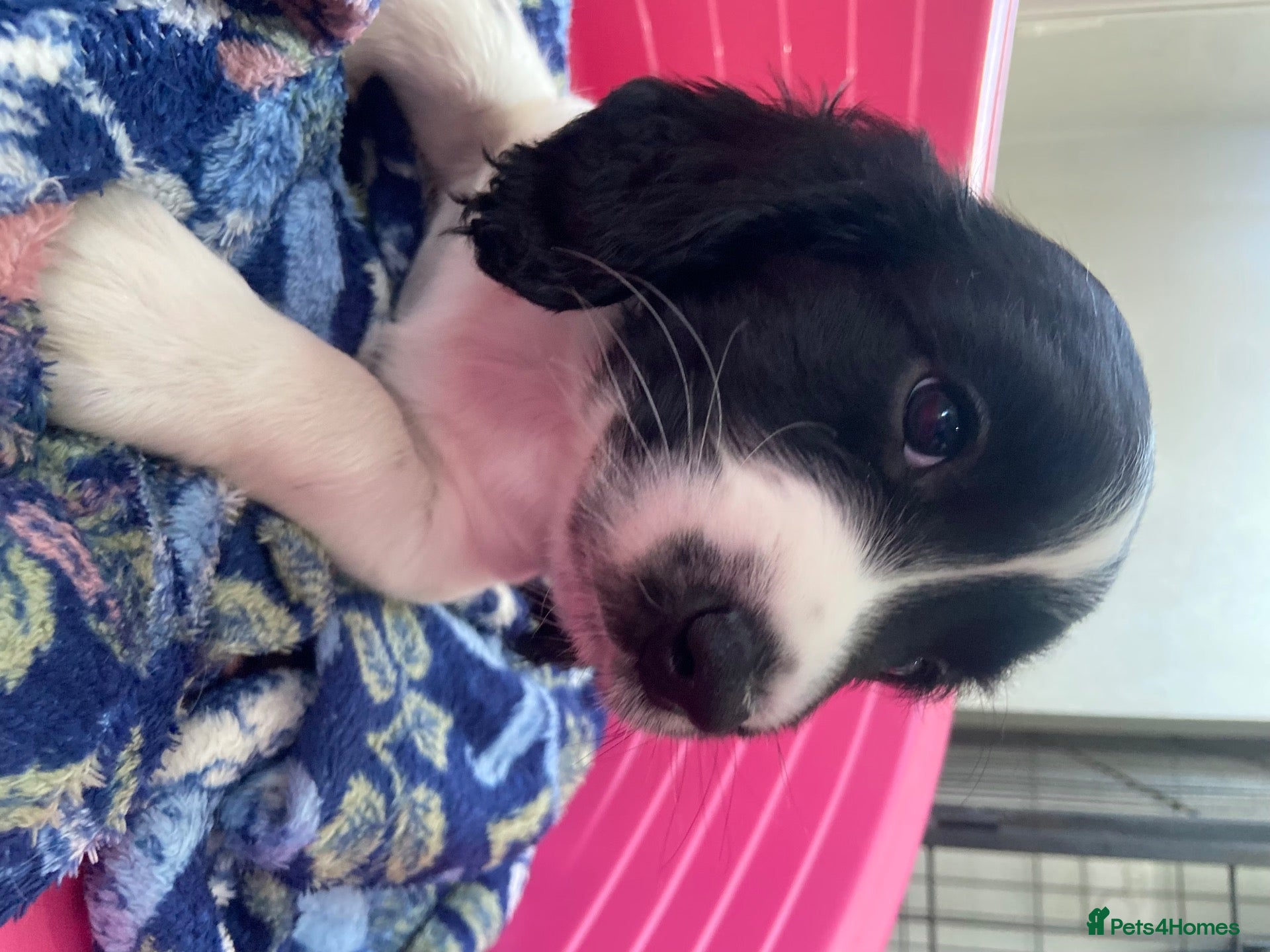 English Springer Spaniel dogs 🐾 2 Gorgeous KC Reg Springer Spaniel Boys 🐾 - Advert 2