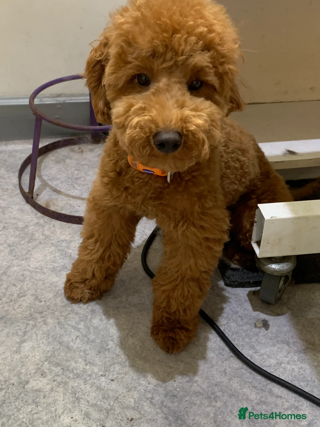 Toy Poodle dogs for stud: Toy poodle for stud in Warwick - Advert 2