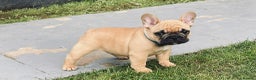 French Bulldog dogs for stud: Red fawn Dicar sired silver health tested in Edinburgh - Advert 30
