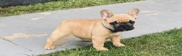 French Bulldog dogs for stud: Red fawn Dicar sired silver health tested in Edinburgh - Advert 30