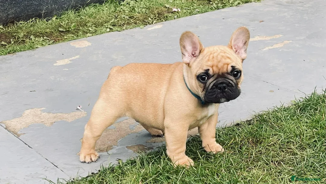 French Bulldog dogs for stud: Red fawn Dicar sired silver health tested in Edinburgh - Advert 30