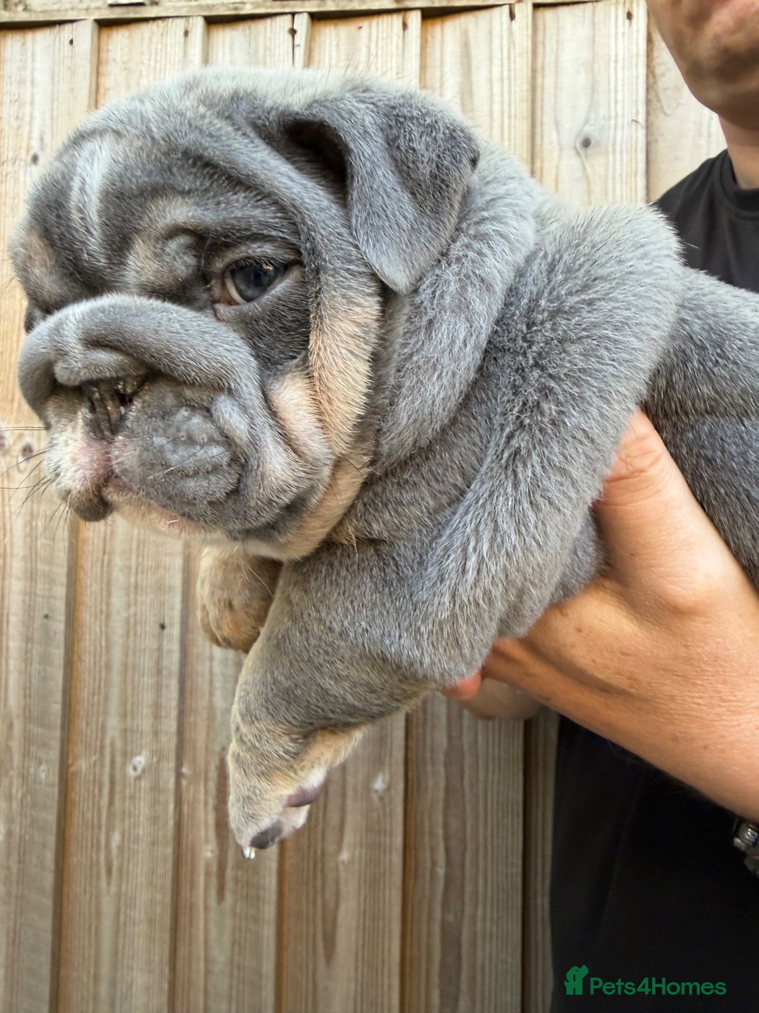 English Bulldog dogs Last girl available kc reg health tested parents - Advert 2