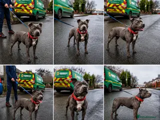 Staffordshire Bull Terrier dogs Stunning Staffordshire bull terrier puppies - Advert 2