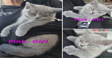 British Shorthair cats - Advert 9