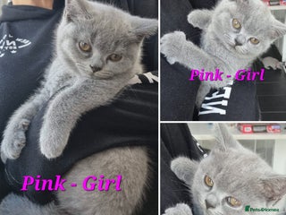 British Shorthair cats - Advert 7