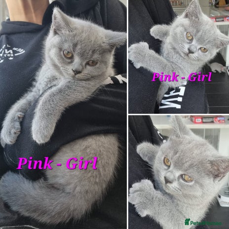 British Shorthair cats - Advert 8