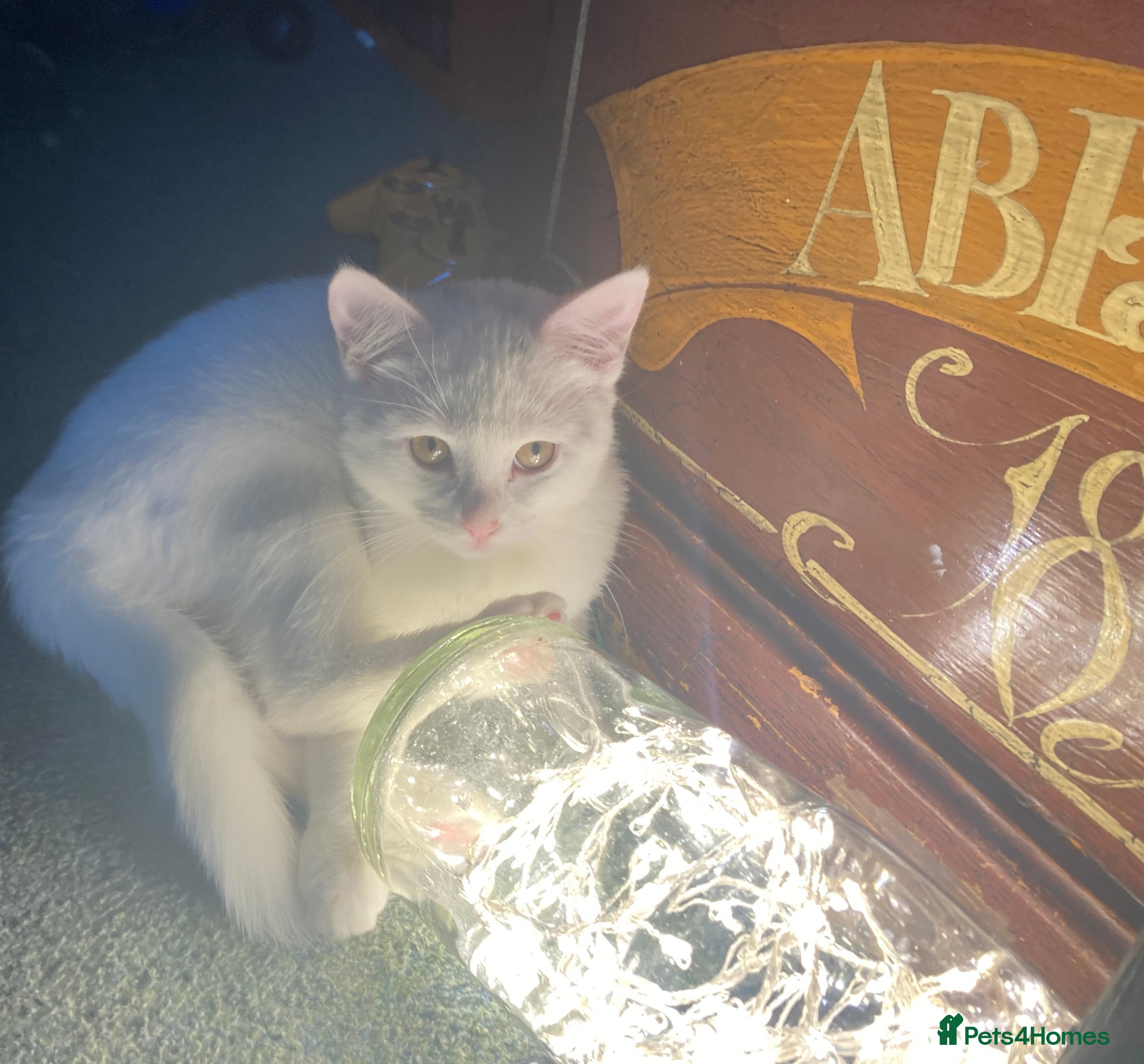 Turkish Van cats Gorgeous Turkish Van kitten - Advert 16