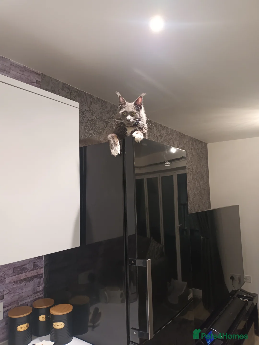 Maine Coon cats for sale: Pure breed maine coon - Advert 2