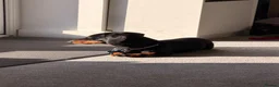 Miniature Dachshund dogs for sale: Miniature dachshund  - Advert 3