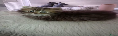 Flo