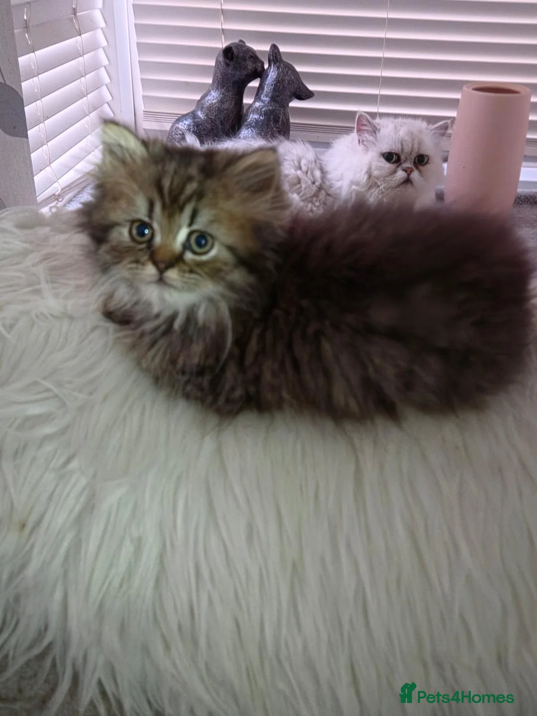 Persian cats for sale: Full pedigree persian Chinchilla  - Advert 2