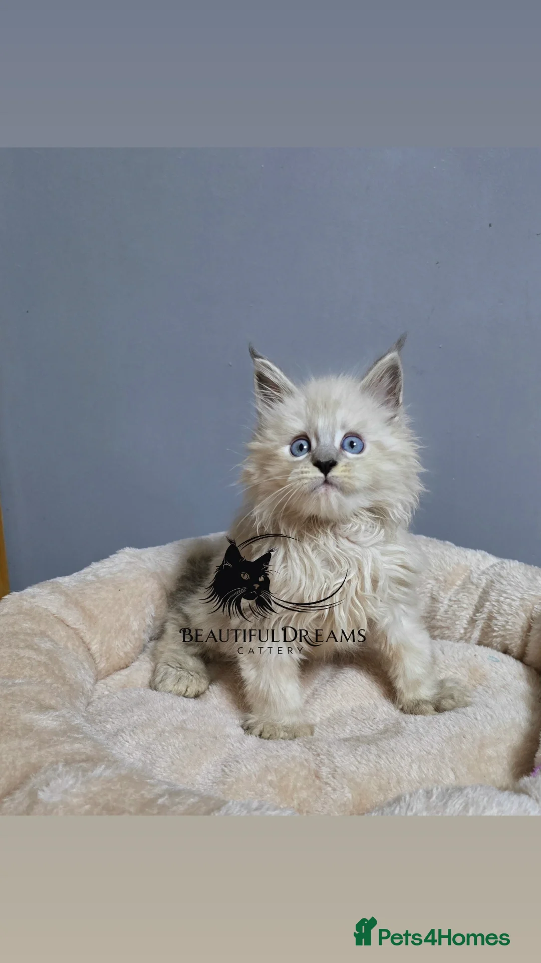 Maine Coon cats for sale: Polydactyl Kittens Maine Coon TICA - Advert 6